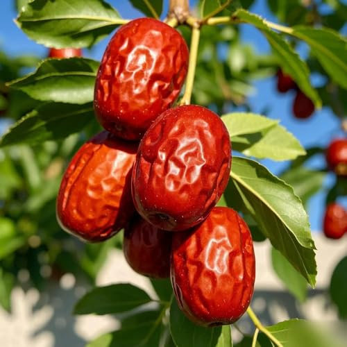 semillas de palmera datilera, azufaifo semillas orgánicas semillas de árboles, plantas para lugares soleados Plantas de balcón frutales columnares resistentes árboles frutales 65pcs