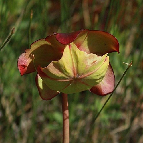 Lila Pitcher Plant 20 Samen