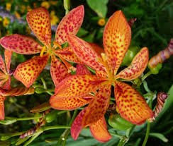 Neue Blackberry-Lilie, LEOPARD FLOWER, Orange, 17 + SEEDS!