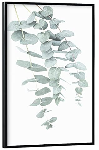 artboxONE Poster mit schwarzem Rahmen 30x20 cm Prints & Kunstdrucke Natur Eucalyptus I - Bild eukalyptus