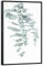 artboxONE Poster mit schwarzem Rahmen 30x20 cm Prints & Kunstdrucke Natur Eucalyptus I - Bild eukalyptus