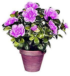 . 50 PC/Beutel Rare Lila Azaleen-Anlage DIY Haus & Garten Sieht aus wie Sakura Japanese Cherry Blooms Flore für Blumentopf