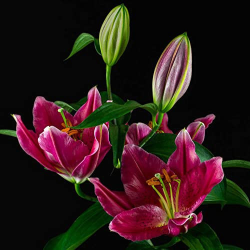 5 Stück lilien zwiebeln winterhart mehrjährig bodendecker pflanzen winterhart frühlingsblüher zwiebeln winterharte balkonpflanzen blumenzwiebeln pflanzen für sonnige plätze