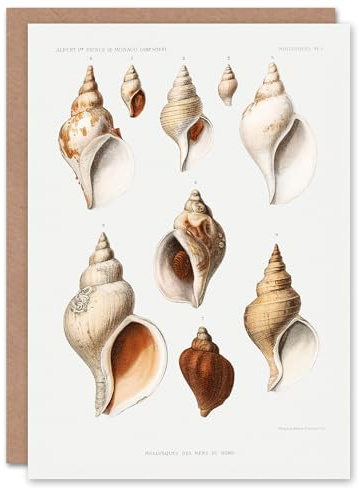 Artery8 Vintage Marine Life Art Card Northen Sea Mollusk Sea Shells