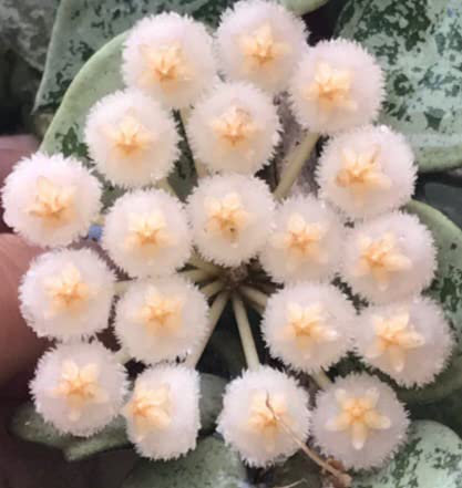 POWERS TO FLOWERS - HOYA KROHNIANA ESKIMO SPLASH, SUPER SILVER, VASO 9CM, pianta vera
