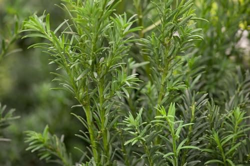 Taxus baccata 'Schwarzgrün' Kugel 20-25 cm - Eibe, immergrün, ideal für formale Gärten, pflegeleicht, winterhart