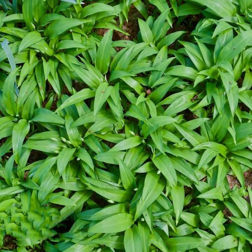 300 pz Semi di aglio orsino - Allium Ursinum - piante rare, giardino di erbe aromatiche indoor Semi di aglio selvatico biologici erbe aromatiche, semi di ortaggi resistenti piante