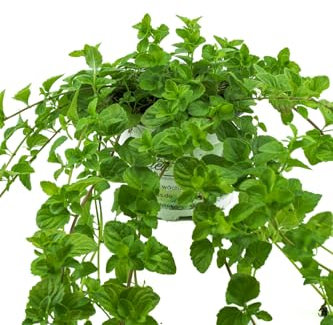 Indische Hängeminze,Yerba Buena - Satureja douglasii,frische Minze
