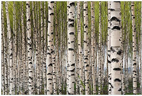 Wallario Premium XXL-Vliestapete Birkenwald - Baumstämme in schwarz weiß - Fototapete Größe: 400 x 267 cm