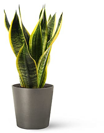 Sansevieria Trifasciata o Laurentii - Lengua de Suegra | Planta suculenta natural ideal para interior | April Plants (Alt. 30-40 cm | 12ø)