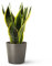 Sansevieria Trifasciata o Laurentii - Lengua de Suegra | Planta suculenta natural ideal para interior | April Plants (Alt. 30-40 cm | 12ø)