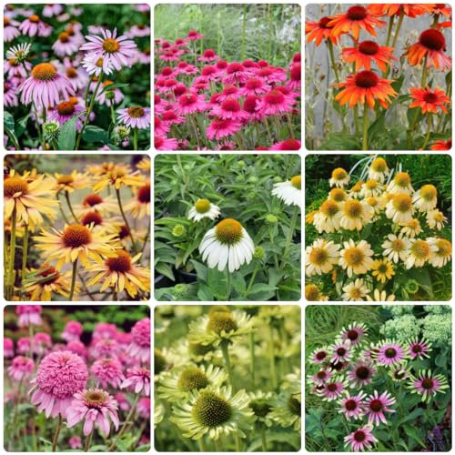 600 pcs sonnenhut samen mehrjährig, sonnenhut echinacea samen, topfpflanzen für draußen, blumen garten (Echinacea purpurea) blumenwiese samen, balkon beet bienenfreundliche blumensamen