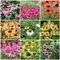 600 pcs sonnenhut samen mehrjährig, sonnenhut echinacea samen, topfpflanzen für draußen, blumen garten (Echinacea purpurea) blumenwiese samen, balkon beet bienenfreundliche blumensamen