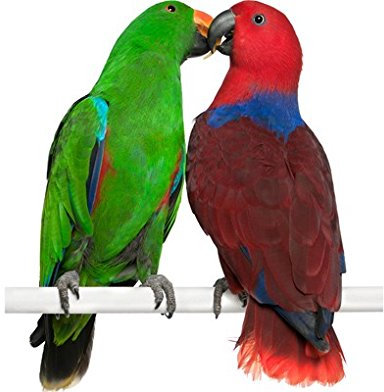 Apalis Fenstersticker Fensterfolie Verliebte Papageien Fensterbilder 31 x 30cm