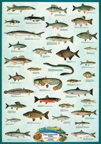 Educational - Bildung Süsswasserfische - Freshwater Fish Bildungsposter Plakat Druck - Version in Englisch - Grösse 68x98 cm