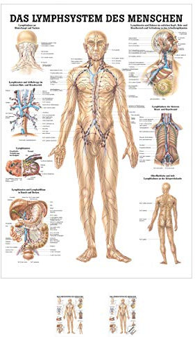 Sport-Tec Lymphsystem Mini-Poster Anatomie 34x24 cm medizinische Lehrmittel