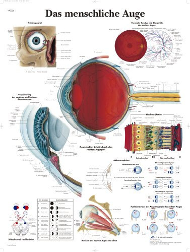 3B Scientific Lehrtafel - Das menschliche Auge