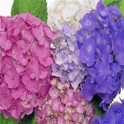 200 unidades/bolsa, semillas de hortensia, mezcla de colores, Plumbago capensis