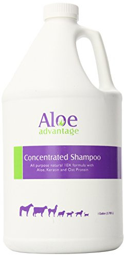 Aloe Concentrated Shampoo 1 Gallon