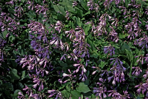 Staudenkulturen Wauschkuhn Hosta ventricosa - Glockenfunkie - Staude im 11cm Topf