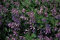 Staudenkulturen Wauschkuhn Hosta ventricosa - Glockenfunkie - Staude im 11cm Topf