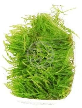 Trauermoos/Vesicularia ferriei Weeping Moss 4x6 cm Dose