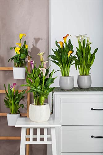 Zantedeschia aethiopica ca. 9x9 cm Topf - Calla, weiße Blüten, Blütezeit Frühjahr-Sommer, ideal für Kübel und Teichrand, pflegeleicht, winterhart