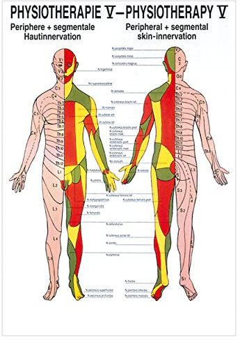 Hautinnervation Poster Anatomie 70x50 cm medizinische Lehrmittel