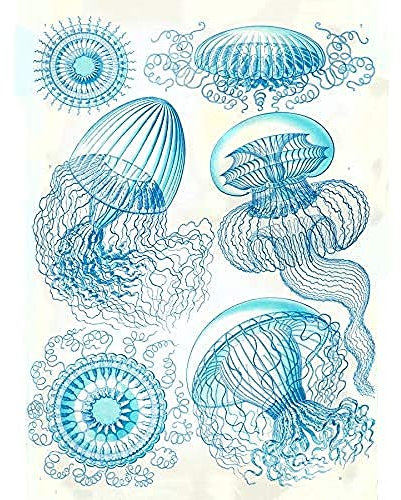 Wee Blue Coo Haeckel Plate 36 Jellyfish Medusa Unframed Wall Art Print Poster Home Decor Premium Teller Wand Zuhause Deko