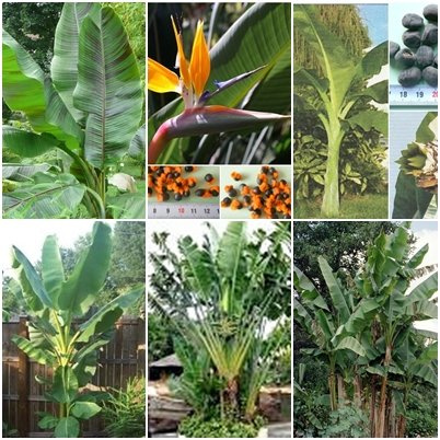 Freiland Bananen/Strelitzien - 6 Arten - je 10 Samen - außergewöhnliche Bananen