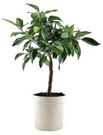 Pianta di Limone Rosso - Citrus Volkameriana - H70cm - vaso ø18 (Bianco)