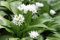 WASSERPFLANZEN WOLFF - im 3er-Set Bärlauch-Pflanzen, Waldknoblauch, wilder Knoblauch/Allium-ursium, Frische Kräuter für Ihren Garten! - heimisch - winterhart - QUALITÄTSSTAUDEN im 9er Topf