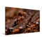 Premium Textil-Leinwand 120 x 80 cm Quer-Format Ameisen - Ordnung im Durcheinander | Wandbild, HD-Bild auf Keilrahmen, Fertigbild auf hochwertigem Vlies, Leinwanddruck von Peter Roder