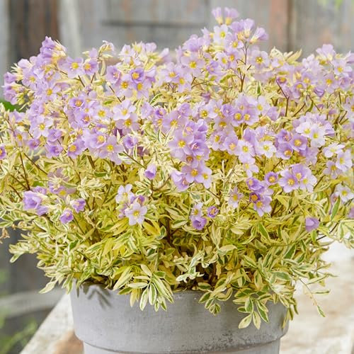 Polemonium Golden Feathers | Jacobs Ladder | Plants Outdoor Garden Ready | Outdoor Plants for Bedding, Borders, Containers (9cm Pot, 10-20cm)