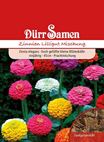 Zinnie Samen Lilliput Mischung Zinniensamen Bienenfreundlich Schnittblume Rabatten ca 70 Korn Saatgut Blumensamen Dürr Samen