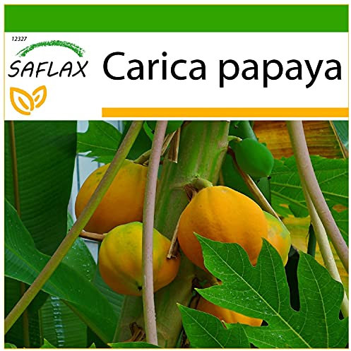 SAFLAX - Papayer - 30 graines - Avec substrat - Carica papaya