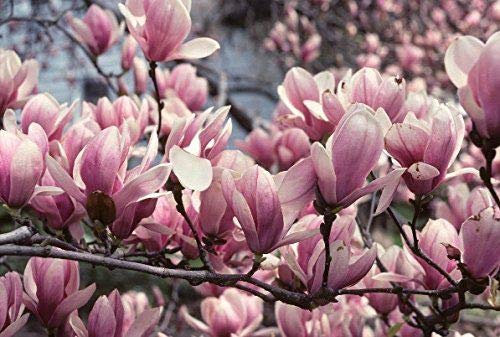 1 X 3-4 FT Large Magnolia Soulangeana Tree Plant, Tulip Shaped Pink Flowers - Fragrant Tree by DirectPlants™