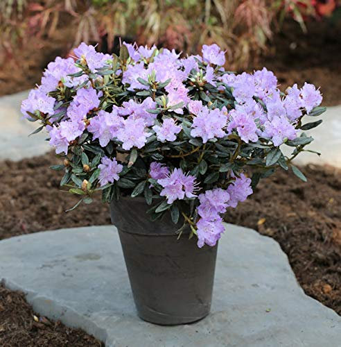 Zwerg Rhododendron Ramapo 25-30cm - Rhododendron impeditum - Zwerg Alpenrose - Gartenpflanze