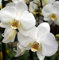 1 plante d'orchidée PHALAENOPSIS Couleur Assortie Vase 12 cm 2 branches