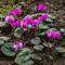 500 Pcs Alpenveilchen Winterhart Samen, Deko Blumen Seltene Pflanzen (Cyclamen Persicum) Blumensamen Gastgeschenk Pflanzen Für Draußen Winterhart Gartenblumen Bonsai Samen Winterharte