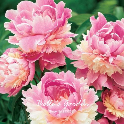 6pcs Seltene Bunte Sorbet Robust Peony Samen Doppel-Blüte Pfingstrose Baum Samen Bonsai Pflanze Hausgarten Pflanze DIY