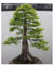 Metasequoia glyptostroboides - Urweltmammutbaum - Bonsai - 20 Samen