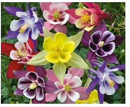 PREMIER SEEDS DIRECT - AQUILEGIA Seeds - Columbine - McKANAS Giant Mix (3,000 Seeds)