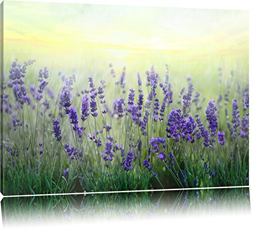 Pixxprint Schöner Lavendel im Regen, Größe: 80x60cm, Leinwandbild, fertig gespannt, Wandbild, Dekoration, Kunstdruck, kein Poster