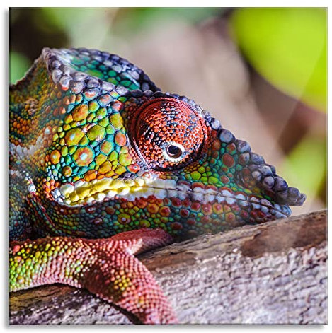 Pixxprint Glasbild, Wandbild auf Echtglas, Chamäleon aus Madagaskar, 50x50 cm, inkl. Aufhängung und Abstandshalter