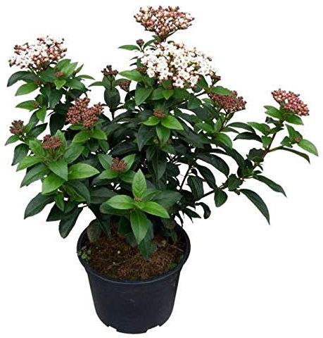 Mittelmeer Schneeball Lisa Rose 60-80cm - Viburnum tinus - lebende Gartenpflanze aus den Baumschulen