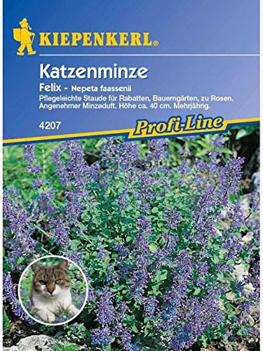 Nepeta fassenii Katzenminze Felix blau