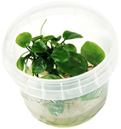 Aquarium Fan Anubias sp. 'Nangi' - In-Vitro