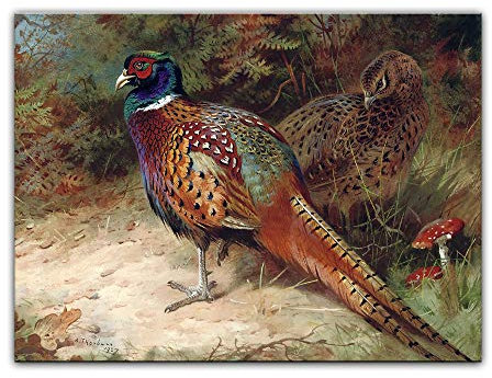 Kunstdruck Poster - Archibald Thorburn Hahn und Henne - Fasan 40x30 cm ca. A3 - Alte Meister Bild ohne Rahmen
