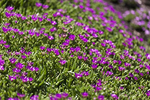 Delosperma sutherlandii P 0,5 Transvaal-Mittagsblume,winterhart, deutsche Baumschulqualität, im Topf für optimales anwachsen